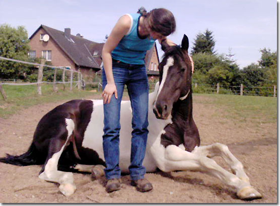 Das Pferd Kimba liegend vor Anita Klein