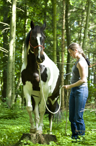 Kimba geht von Anita Klein am Schweif geführt rückwärts